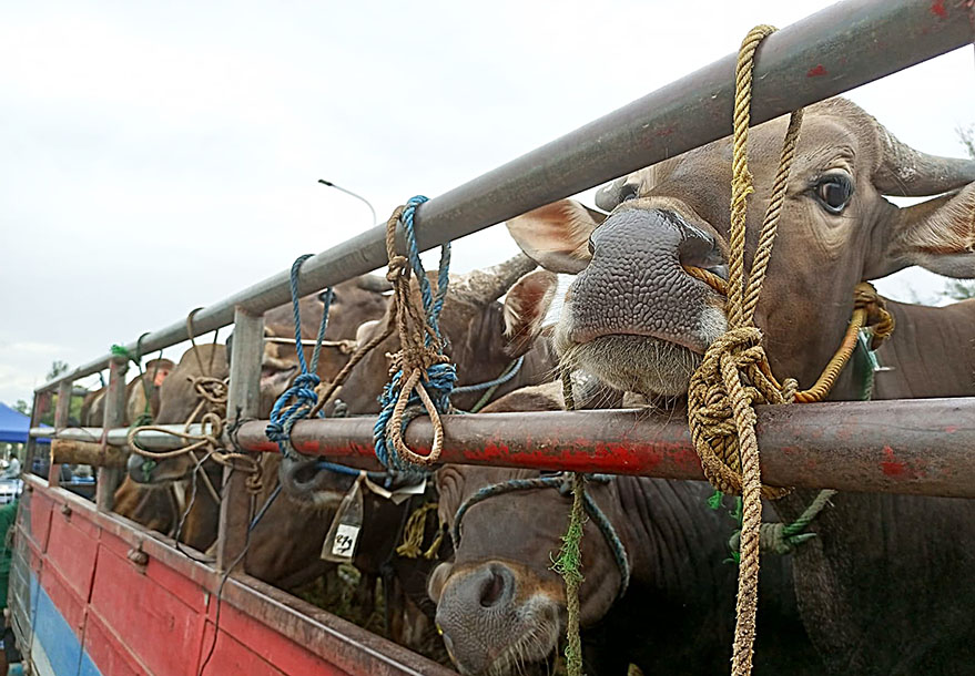 Sapi Kurban