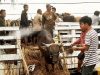 Pengiriman Hewan Ternak untuk Wilayah Kepri Diperketat