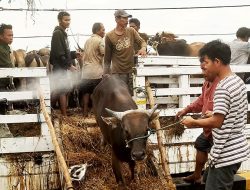Kondisi 202 Ekor Sapi Kurban Suspek PMK di Batam Semakin Membaik