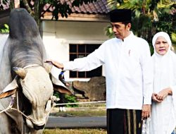 Presiden Jokowi Sumbang Sapi Kurban 1 Ton untuk Masyarakat Anambas