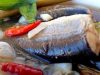 Konsumsi Ikan Gabus untuk Percepat Penyembuhan Luka