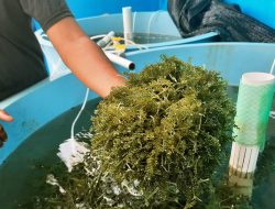 Rumput Laut Jadi Menu Santapan Sehat untuk Keluarga