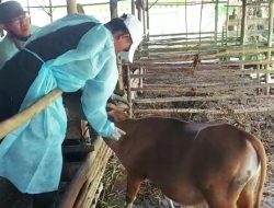 Cegah PMK Masuk, Hewan Ternak di Bintan Kembali Divaksinasi Lanjutan