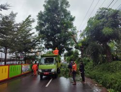 Pohon Tumbang Sempat Tutup Jalan Hang Lekir Tanjungpinang