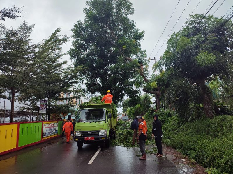 Pohon Tumbang Sempat Tutup Jalan Hang Lekir Tanjungpinang