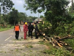 Pohon Tumbang Sebabkan Listrik Putus ke Kantor Wali Kota Tanjungpinang