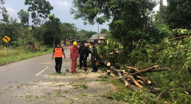 Pohon Tumbang Sebabkan Listrik Putus ke Kantor Wali Kota Tanjungpinang