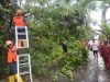 Pohon Tumbang Timpa Kabel Listrik di Tanjungpinang