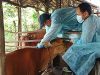Hewan Ternak di Bintan Kembali Divaksin PMK Tahap Dua