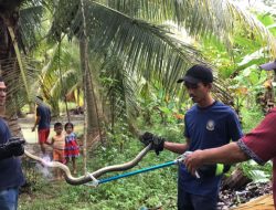 Damkar Toapaya Evakuasi Ular Sanca Setelah Memangsa Bibit Ikan Milik Warga