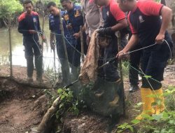 Damkar Toapaya Evakuasi Buaya dari Kolam Ketam Warga di Desa Tembeling