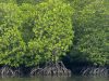 Bintan Resorts Mangrove Rejuvenation