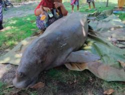 Pemerhati Satwa Sayangkan Warga Subi Makan Dugong