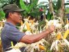 Petani Karimun Dingatkan Soal Antisipasi Dampak Kekeringan Akibat El Nino