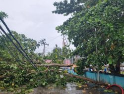 Aliran Listrik Ranai Padam Akibat Pohon Tumbang
