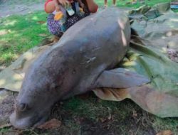 Terperangkap di Jaring Nelayan, Ikan Dugong Mati Jadi Lauk Pesta Pernikahan di Natuna