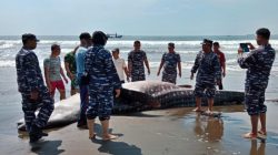 TNI AL Evakuasi Seekor Hiu Tutul Terdampar di Pantai Kemiren