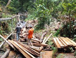 Warga Pergoki Aktivitas Penebangan Liar di Hutan Lindung Gunung Lengkuas