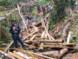 Polsek Bintan Timur Limpahkan Kasus Pembalakan Liar Hutan Lindung ke KPHP