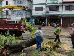 Sejumlah Pohon Tumbang saat Hujan Badai di Tanjungpinang