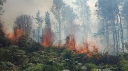Kebakaran Hutan Natuna