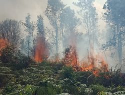 Hutan Bekas Kebun Sawit Terbakar di Natuna, Api Sulit Dipadamkan