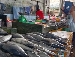 Ikan Tongkol Banjir di Pasar Barek Motor Bintan