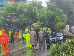 Mobil Suzuki Karimun Ditimpa Pohon di Tanjungpinang, Ada Ibu Hamil Penumpangnya