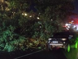 Pohon Tumbang Kembali Timpa Mobil di Tanjungpinang