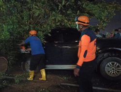 Sopir Selamat saat Mobilnya Ditimpa Pohon Besar di  Tanjungpinang 