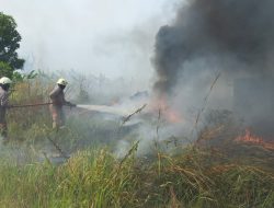 Kebun Pisang Seluas 2 Hektare  Terbakar di Bintan