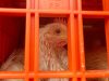 Karantina Pertanian Tanjungpinang Sertifikasi 23.040 Ekor Ayam Ekspor