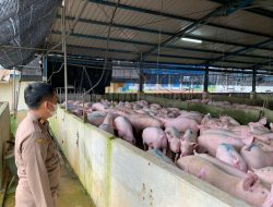 Kementan Upayakan Buka Kembali Ekspor Babi dari Batam ke Singapura