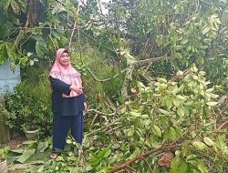 Pohon Tumbang di Tanjungpinang, Listrik Rumah Warga Mati dan Petugas Diserang Semut Rangrang