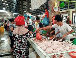 Imbas Ekspor Ayam ke Singapura, Harga Ayam Potong di Tanjungpinang Naik