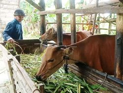 Lalu Lintas Hewan Ternak Dibuka Lagi, 50 Ekor Sapi Lampung akan Masuk ke Bintan