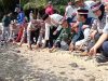 Polsek Bintan Timur Lepasliarkan Puluhan Ekor Tukik ke Laut di Pulau Sentut
