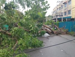 Lagi, Pohon Tumbang di Jalan Engku Putri Tanjungpinang saat Hujan Disertai Angin Kencang