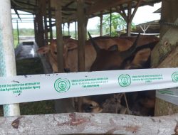Masuk Ilegal ke Bintan, Karantina Pertanian Tanjungpinang Ambil Sampel Darah 40 Sapi dan 11 Kambing
