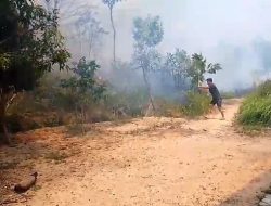 Kebakaran Hutan di Sei Lekop Bintan, Warga Padamkan Api dengan Ranting Pohon