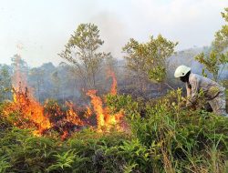 Lima Titik Hotspot Karhutla Terdeteksi di Bintan