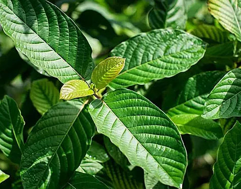 Indonesia Cuan Besar Tanaman Herbal Daun Kratom Laku Miliaran Ulasan Co