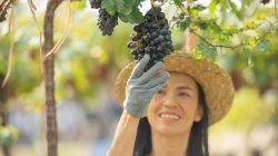 Ilustrasi - buah anggur memiliki manfaat bagi kesehatan tubuh.