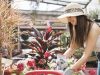 10 Tanaman Pengusir Hama yang Efektif dengan Pesona Bunga yang Indah
