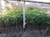 PT Timah Unit Produksi Kundur Membibitkan 3 Jenis Mangrove