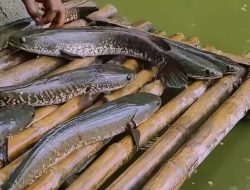 Ikan Gabus Ternyata Banyak Manfaat Bagi Kesehatan