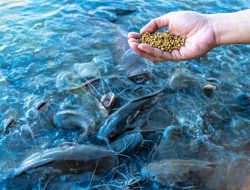 Pahami 6 Penyakit yang Menyerang Ikan Lele, Berikut Gejala dan Cara Mengatasinya