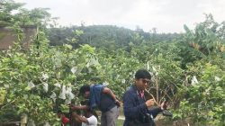Agrowisata Jambu Marina Batam, memberikan pengalaman istimewa kepada pengunjung dengan merasakan langsung sensasi memetik buah jambu langsung dari pohonnya.