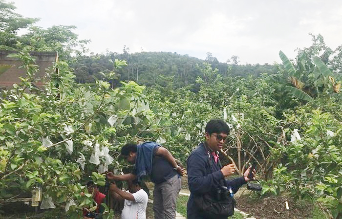Agrowisata Jambu Marina Batam, memberikan pengalaman istimewa kepada pengunjung dengan merasakan langsung sensasi memetik buah jambu langsung dari pohonnya.