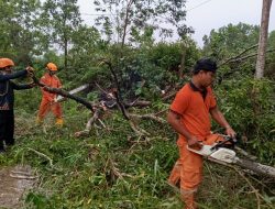 Hujan Deras Disertai Angin Kencang Sebabkan 2 Pohon Tumbang di Tanjungpinang